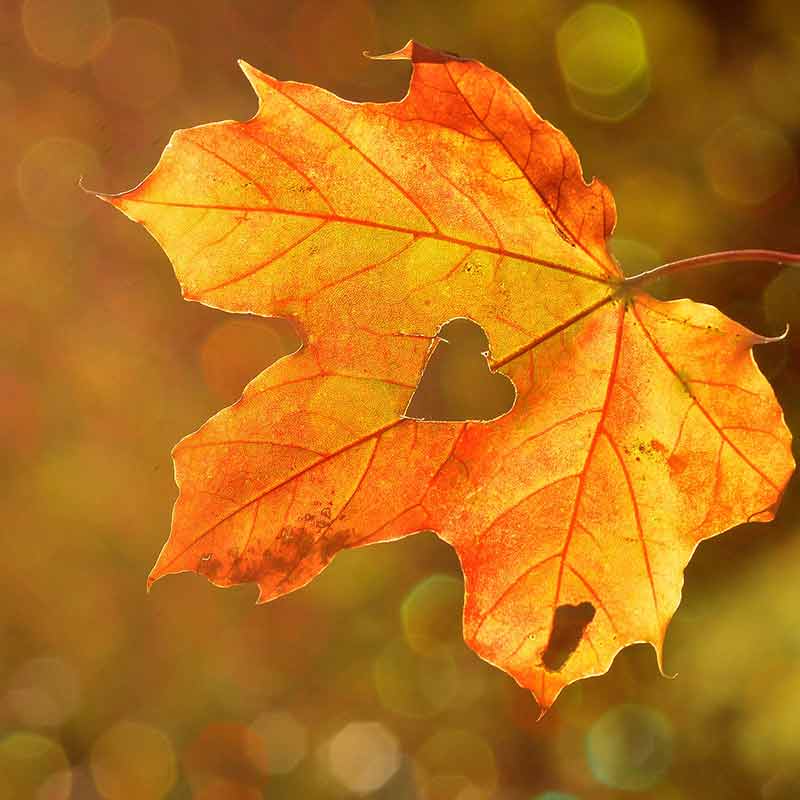 Le specialità dell'autunno da non perdere nel mese di novembre per i borghi romagnoli
