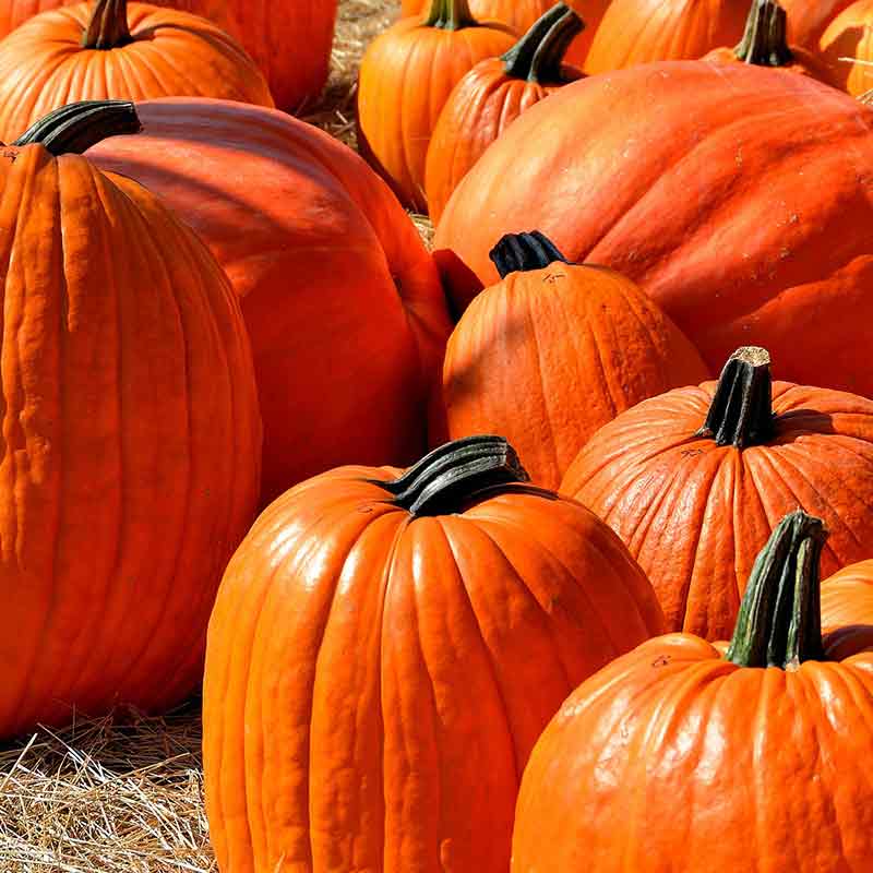 31 ottobre – 3 novembre Halloween a Gradara animazione per grandi e bambini